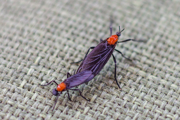 close-up image of connected lovebugs