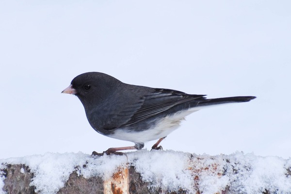 snowbird moving to florida space coast