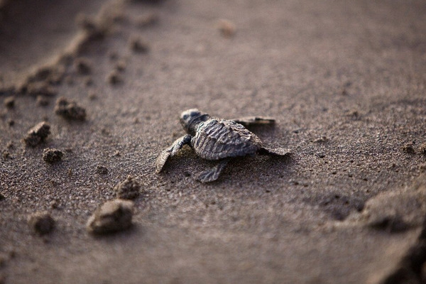 sea turtles nesting on the space coast cape canaveral