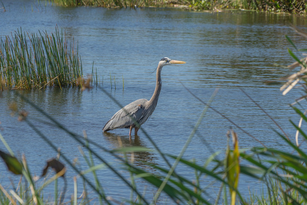heron in the Viera Wetlands