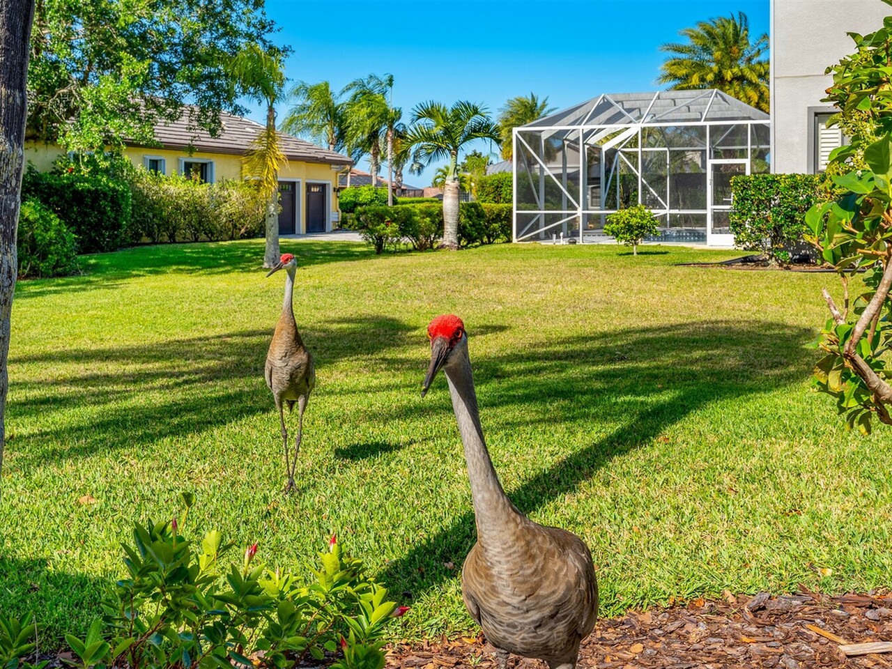 3599 Imperata Drive